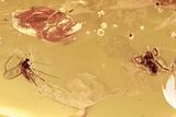 Detailed Fossil Spider, Fungus Gnat, and Ant In Baltic Amber #296959-1